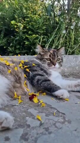 A calico cat covered in yellow flower petals lies on a stone surface. The cat stretches and then stands up, walking away from the camera and disappearing into green foliage. Yellow and red flower petals are scattered on the stone surface.