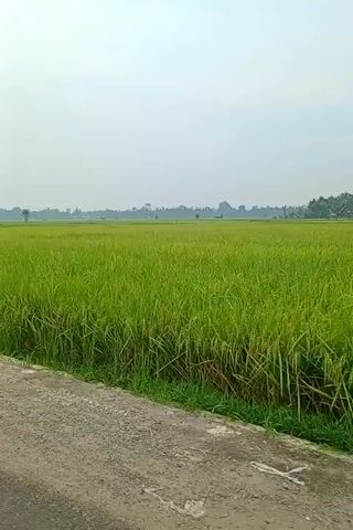 The video presents a serene, expansive view of verdant green rice fields stretching under a bright, overcast sky. A paved road, likely asphalt or similar material, runs along the left side of the frame, separating the viewer from the agricultural landscape. The camera appears to be moving forward, possibly from a vehicle, offering a continuous panorama of the fields.

The rice plants are lush and healthy, filling the frame with a vibrant green hue, suggesting a mature stage of growth before harvest. In the distance, scattered trees, including some with palm-like silhouettes, dot the horizon. At approximately 0:02, a lone figure can be seen walking across the distant rice field, appearing small against the vast expanse. Small clumps of bushes or trees are also visible within the fields.

The lighting indicates daytime, with a diffused brightness characteristic of an overcast or slightly hazy sky, preventing harsh shadows. The overall atmosphere is peaceful and rural. There is no visible text in the video. The scene strongly suggests an agricultural region, consistent with the provided location context of Keudeblangara, Indonesia.