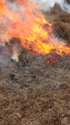 The video shows a large pile of dry brush and grass burning intensely. Bright orange flames are visible throughout the top portion of the pile, while the lower areas are smoldering with embers and grey ash. White smoke rises from the burning material. The ground surrounding the fire is covered in similar dry vegetation. In the background, a concrete wall is partially visible.