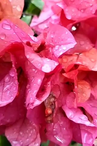The video shows a close-up of bright pink bougainvillea flowers covered in raindrops. The camera then pans out slightly, revealing other plants in a garden setting and a blurry view of a house in the background.  A child's cry can be heard in the background. The focus returns to the bougainvillea flowers, highlighting the water droplets clinging to the petals.