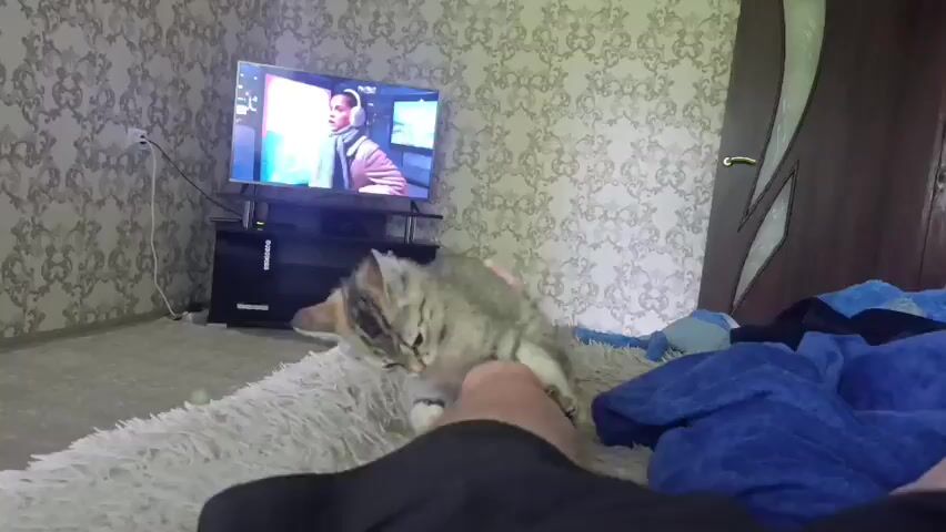 A kitten is playing with a human's foot in a bedroom. The kitten is light brown with darker stripes and wearing a blue collar. The human is wearing black pants. In the background, a television is playing a video. The room has patterned wallpaper and a bed with a fluffy white blanket and blue bedding. A door is visible on the right side of the frame.