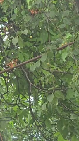 The video shows a close-up view of a cherry tree with green leaves and small red and yellow cherries. The camera pans slightly, revealing more branches and foliage. The lighting suggests it is daytime, possibly overcast. There are no people or animals visible in the video. The cherries appear to be unripe.