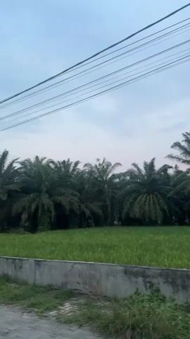 A video taken from a moving vehicle shows a landscape with a clear sky. In the foreground, there is a concrete barrier topped with grass and some bushes. Beyond the barrier, a field of green crops, likely rice, stretches across the frame. Behind the field, a dense row of palm trees forms a natural border. Power lines are visible in the upper portion of the sky. The scene is tranquil, suggesting it was filmed during the day, possibly late afternoon or early morning given the soft lighting.