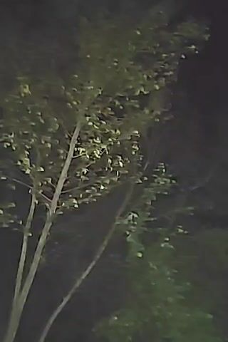 A close-up, shaky, nighttime shot focuses on the leaves and branches of a tree, illuminated by an unseen light source. The background is dark and indistinct.