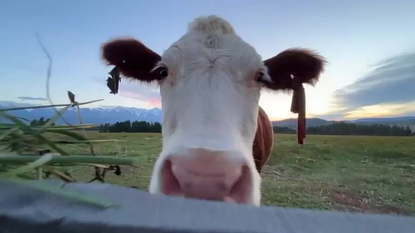 The video shows a close-up, low-angle shot of a cow's face. The cow is white with brown markings around its ears and eyes. It has a large pink nose and is looking directly at the camera. In the background, there is a grassy field, trees, and mountains under a twilight sky. The cow appears to be in a pasture.