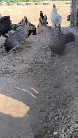 This is a vertical video with a shallow depth of field, showing a group of animals in an outdoor enclosure. The ground is covered in dirt and gravel, with some shadows cast from an unseen light source. In the background, a fence with green netting is visible, with some foliage beyond.

The primary subjects of the video are several chickens and two Patagonian maras. The chickens are of various breeds and colors, including white roosters with red combs, black chickens, and speckled grey chickens. Some of the chickens are walking, while others appear to be standing or pecking at the ground.

The two Patagonian maras are larger than the chickens and have a rodent-like appearance with long ears and grey fur. They are positioned in the center of the frame, interacting with the chickens. One mara is crouching and sniffing the ground, while the other is standing and looking towards the chickens.

The overall impression is of a farm or zoo environment where different species are kept together. The animals appear to be calm and undisturbed. There are no humans visible in the video, and the interaction between the maras and chickens seems peaceful.