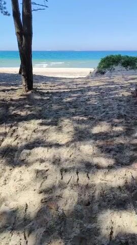 The video opens with a view of a sandy beach looking towards the ocean, with a single tall tree trunk on the left. The camera pans slightly to the right, then to the left, revealing a sparse grove of multiple tall, slender tree trunks with sparse foliage, casting shadows on the light-colored sand. In the background, a clear turquoise ocean with gentle white waves is visible under a bright blue sky. Green foliage appears on a sandy dune to the right of the beach.
