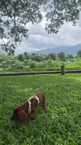 A brown dog with a white harness walks through lush green grass. In the background, there is a wooden pathway, dense foliage, and rolling hills under a cloudy sky. The branches of a large tree with green leaves hang overhead.