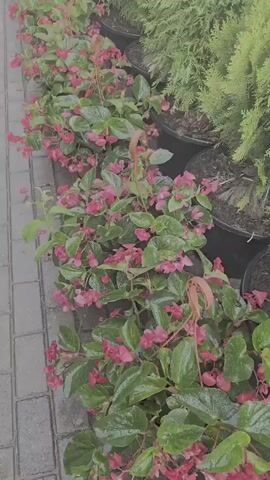 The video shows a narrow view of a row of potted plants. On the left, a walkway made of grey pavers is visible. The plants are arranged in black pots. The foreground plants are green with pink flowers. Behind them are plants with pink flowers and green leaves. Further back, green evergreen trees are visible in pots. The lighting suggests an overcast day.