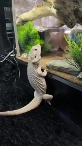 A light-colored bearded dragon stands on its hind legs, pressed against the edge of its terrarium. The terrarium is filled with plants and a piece of driftwood. To the left of the bearded dragon is another terrarium. The surface beneath the terrariums is covered in a black, textured material. A voice is heard speaking in Russian.