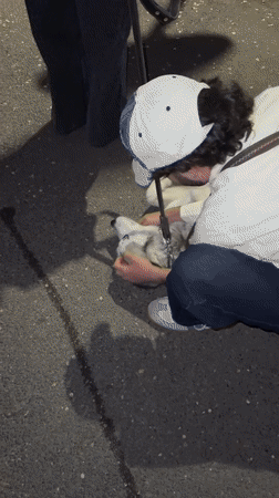 Man pets husky dog on street in Yerevan