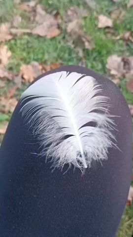 The video shows a white feather resting on a dark-colored leg. The leg appears to be covered in dark fabric, possibly leggings or pants. The background consists of grass and fallen leaves, suggesting an outdoor setting. The camera remains still throughout the video.