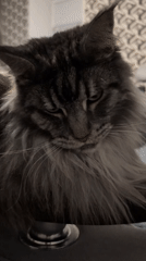 Maine Coon cat at play in a Izmail apartment