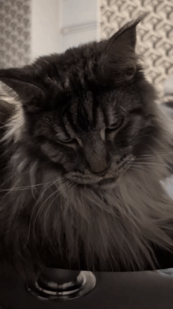 Maine Coon cat at play in a Izmail apartment