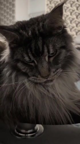 Maine Coon cat at play in a Izmail apartment
