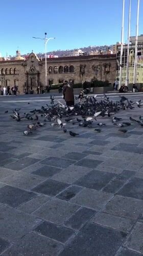 Woman feeds pigeons near La Paz cathedral plaza