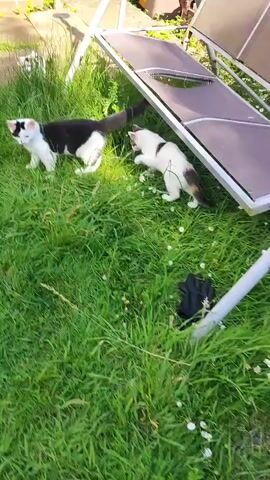This media file shows two kittens playing in a grassy backyard on a sunny day. One kitten is black and white, and the other is white with patches of black and orange. The kittens are exploring the grass and a low-lying chair. A black gardening glove is visible in the grass. The scene appears to be in a residential garden in Northampton, United Kingdom. The sunlight suggests it is daytime, likely during warmer months. There is no visible text in the media file.