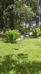 Zoo visitors document flamingos, giraffes, rhino in Thailand