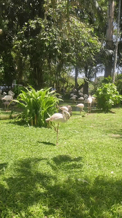 Zoo visitors document flamingos, giraffes, rhino in Thailand