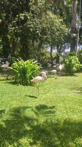 The video shows a group of flamingos in a lush, green environment, likely a zoo or park. The foreground features a flamingo standing on one leg, its head tucked into its body. Behind it, other flamingos can be seen wading in a shallow pond or grassy area. The background is filled with trees and dense foliage, creating a natural and shaded setting. The lighting suggests a sunny day.