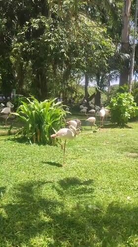 Zoo visitors document flamingos, giraffes, rhino in Thailand