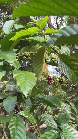 The video shows a close-up view of a coffee plant. The plant has green leaves, and clusters of coffee cherries, some green and some red, are growing on the branches. The camera angle is slightly upward, looking into the plant. The background is a blurry view of other trees and sky.