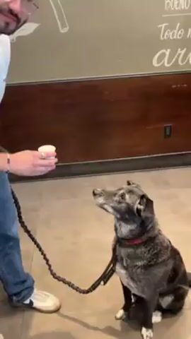 A man with dark hair and glasses stands indoors on a gray tile floor, holding a small cup to the mouth of a medium-sized, gray-and-black dog. The dog sits on the floor and licks the cup. The man is wearing a white shirt and blue jeans. The dog has a red collar and is on a black leash. The leash is attached to the man's hand. Behind them is a wall with a dark brown wood panel and an inscription in white letters. The man's shoes are white with a dark swoosh.
