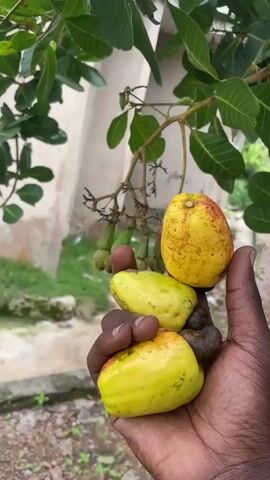 This media file showcases a hand holding several cashew fruits. The hand, with dark skin, is grasping three ripe cashew fruits, one of which is partially obscured. The fruits are a vibrant yellow with some reddish blushing, and one has a dark cashew nut attached. In the background, the cashew tree's branches, laden with more green cashew fruits, are visible. The leaves are a lush green, and the overall setting appears to be outdoors, likely in a rural or natural environment, given the presence of a building in the background and the ground texture which suggests dirt and some vegetation. The lighting indicates it is daytime, and the focus is on the freshly harvested cashew fruits. The media file is a short, looping video that pans slightly, offering a close-up view of the hand and the fruits against the backdrop of the cashew tree. There is no visible text.