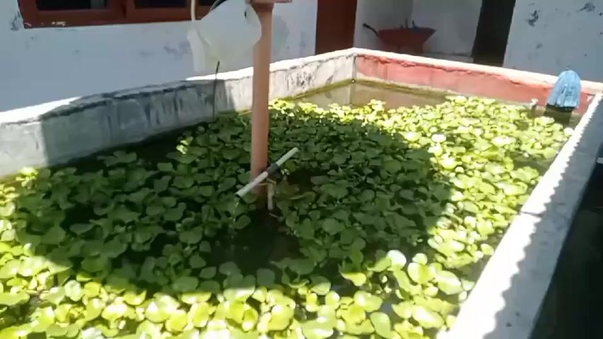 The video shows a rectangular concrete pond filled with murky green water and covered extensively with floating green aquatic plants, possibly water hyacinths. A central, light-brown cylindrical pole rises from the water. Attached to this pole is a white PVC pipe that enters the water. Another white object, possibly a pipe or a container, is suspended above the water, attached to the top of the pole. The pond is surrounded by a concrete structure, which appears to be partially weathered. The background shows a white wall, a window with a brown frame, and a red wheelbarrow. Sunlight casts shadows on the water and plants. The overall impression is of an outdoor aquatic feature, likely a small pond or tank, possibly used for aquaculture or water purification.