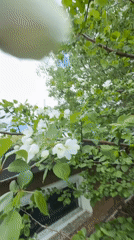 White flowers filmed blooming outside window in Dzerzhinsk, Russia