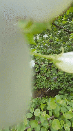 White flowers filmed blooming outside window in Dzerzhinsk, Russia