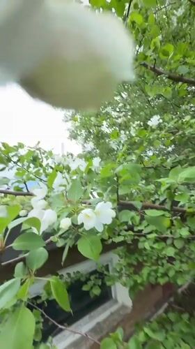 White flowers filmed blooming outside window in Dzerzhinsk, Russia