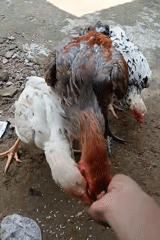 Hand-feeding chickens rice in a backyard in Keudekrueng