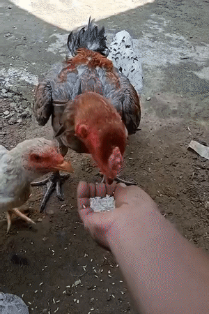 Hand-feeding chickens rice in a backyard in Keudekrueng