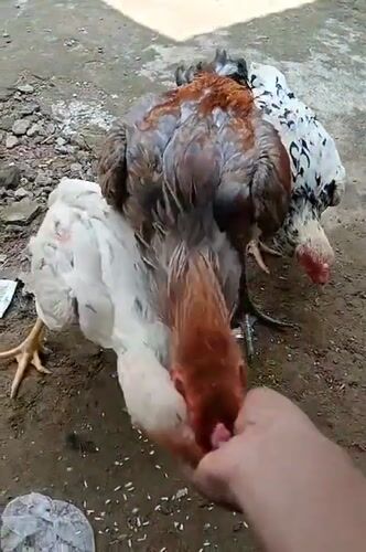 Hand-feeding chickens rice in a backyard in Keudekrueng