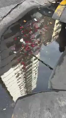 The video shows a puddle on an asphalt surface. The puddle reflects a tall building. There are red and white flower petals, and other debris, floating in the water. The asphalt around the puddle is cracked. A yellow curb is visible in the background.