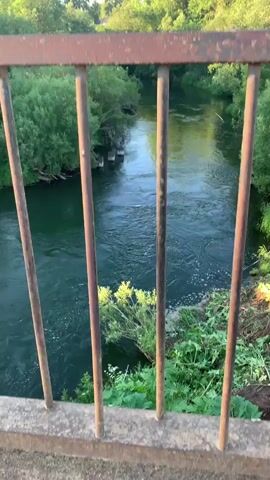 A video clip shows a view of a river from a bridge. The camera is looking down at the river, which is surrounded by trees. The water is moving, and there are some small rapids. The bridge has a rusty metal railing in the foreground. The trees are green and lush, and the sky is a light blue. The sun is shining, casting a warm glow on the scene. The video is filmed from a slightly elevated perspective, giving a good view of the river and its surroundings. There are no people or animals visible in the video. The overall impression is one of a peaceful, natural setting.