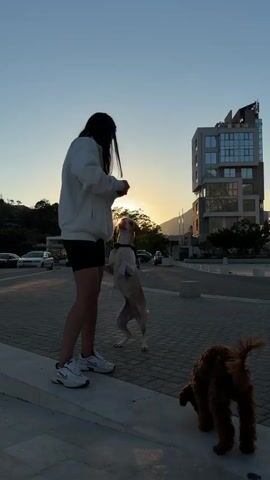 The video depicts a young woman interacting with two dogs outdoors during sunset, likely in Sutomore, Montenegro.

The woman has long, dark hair and is dressed casually in a white hooded sweatshirt, black cycling shorts, and white sneakers. She is accompanied by two dogs: a larger, slender dog with light brown and white fur wearing a black collar, and a smaller, fluffy reddish-brown dog with a blue and white patterned collar.

The primary activity shows the woman engaged in playful interaction or training. In various moments, the larger dog enthusiastically jumps up towards her extended hands, seemingly anticipating a treat or toy. The woman is also seen bending down to interact with both dogs, who remain close to her. The smaller dog stays on the ground, observing or participating from below.

The setting is a paved outdoor area, likely a promenade or a wide sidewalk, featuring a low concrete curb. A modern, multi-story building with glass facades stands prominently in the background to the right. Distant hills or mountains are silhouetted against the sky on the left, with parked cars visible on a street further back.

The time of day is sunset, characterized by the warm, golden light of the low sun visible above the horizon and trees. This creates a striking silhouette effect for the subjects and bathes the scene in an orange glow, contrasting with the clear blue sky above. The interaction appears joyful and engaged. No discernible text is visible in the frames.