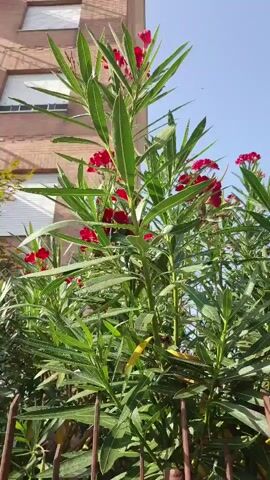 A medium shot video captures a close-up view of a vibrant green bush adorned with bright red flowers. The camera pans slightly from left to right, revealing the lush foliage and the clustered blooms. In the background, a building with a textured facade is partially visible on the left, while the clear blue sky dominates the upper portion of the frame. The scene is illuminated by natural sunlight, casting subtle shadows and highlighting the textures of the leaves and petals. The video appears to be shot outdoors, possibly in a garden or park. The bush is dense, with numerous slender green leaves and small, star-shaped red flowers. The overall impression is one of natural beauty and tranquility.