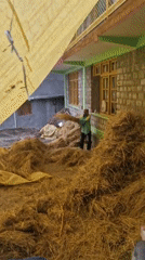 Morning agricultural activities captured in Vashisht mountain village