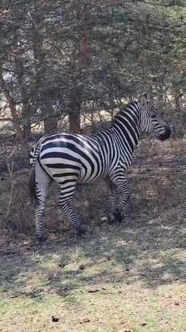 A zebra moves through a grassy area near trees. It then comes to a second zebra, and the two nuzzle each other.