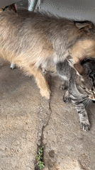 Cat and dog interact under table on concrete surface