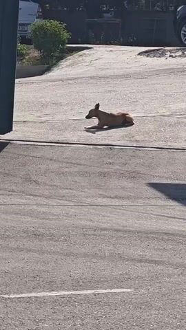A tan dog with upright ears lies down and then stands up on a paved surface, possibly a road or parking lot. The dog casts a shadow on the ground. In the background, there are trees, bushes, and parts of vehicles, including a white car with a license plate and a black SUV. The lighting suggests it is daytime.