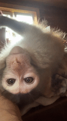 Pet macaque hangs out at home, eats carrots, rides toy truck