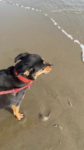 The video shows two dogs on a sandy beach near the ocean. The first dog, a black and tan breed, is wearing a red collar and leash and stands facing the water. The second dog, a light brown breed, also wears a red collar and leash. This dog is shown walking towards the water and then stepping into the shallow waves. The water is clear and the sand appears wet from the tide. The sun is shining, casting a warm light on the scene.