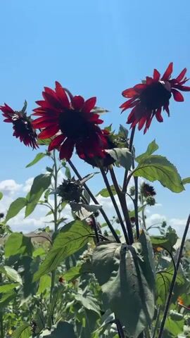 This is a vertical video filmed on a bright, sunny day. The camera is focused on a patch of sunflowers with deep red petals. Some of the flowers are in full bloom, while others are still buds. The flowers are swaying slightly in the breeze. The background is a clear blue sky with a few wispy white clouds. In the distance, there are more sunflowers, and what appears to be a field or rural landscape. The video is shaky, suggesting it may have been filmed handheld. There are no people visible in the video.