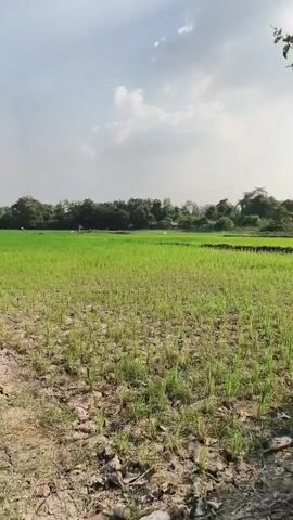 The video shows a dry, cracked dirt path leading into a partially flooded green rice paddy field under a cloudy blue sky. In the distance, trees line the horizon, with a few indistinct structures visible amongst them. The camera pans slowly across the landscape, capturing the contrast between the dry earth and the waterlogged field. The overall impression is one of rural agriculture and natural scenery.
