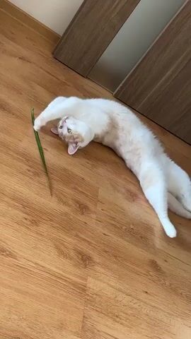 A cream and white cat is lying on its back on a wooden floor, stretching out its front paws towards a long, thin green leaf. The cat's hind legs are extended behind it. The cat's head is tilted to the side, and its eyes are open. The background shows a wooden door and wall. The lighting is bright and natural.