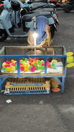Vendor sells dyed chicks from cart in Tabanan, Indonesia