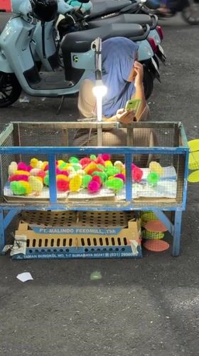 Vendor sells dyed chicks from cart in Tabanan, Indonesia
